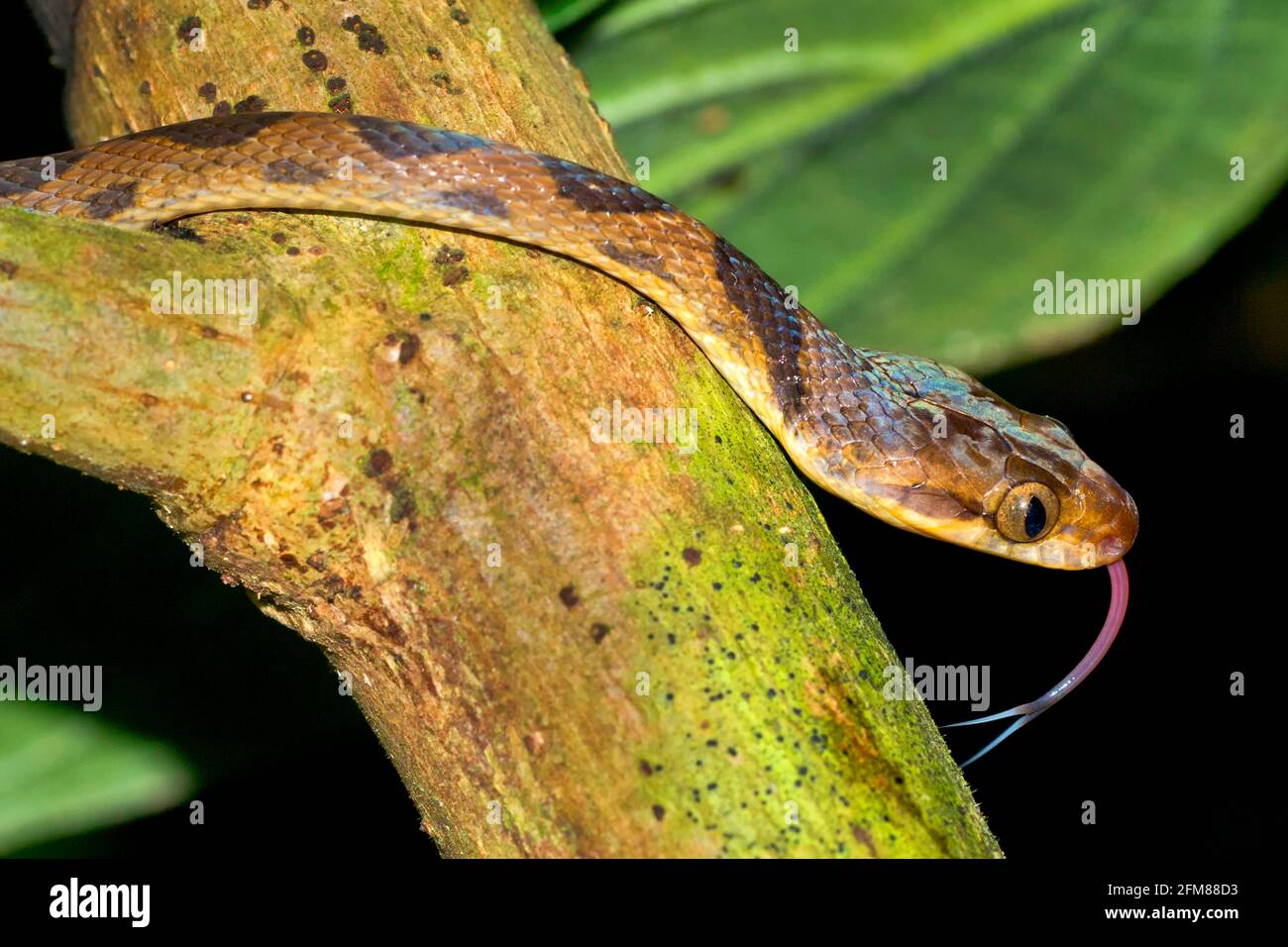 Mapepire corde Violon, serpente di albero di Blunthead, Imantodes cenchoa, foresta tropicale, Parco Nazionale di Corcovado, Area di conservazione di Osa, Penisola di Osa, Co Foto Stock