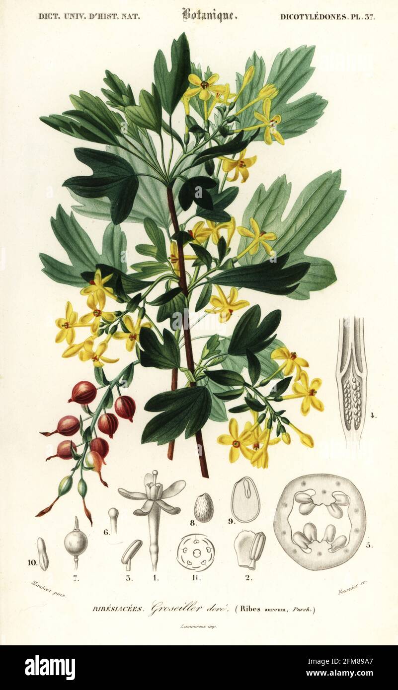 Ribes aurant, Ribes aureum. Groseiller dore. Incisione in acciaio colorato a mano di Felicie Fournier dopo un'illustrazione di Louis Joseph Edouard Maubert dal Dictionnaire Universel d'Histoire Naturelle (Dizionario universale di Storia Naturale) di Charles d'Orbigny, Parigi, 1849. Foto Stock