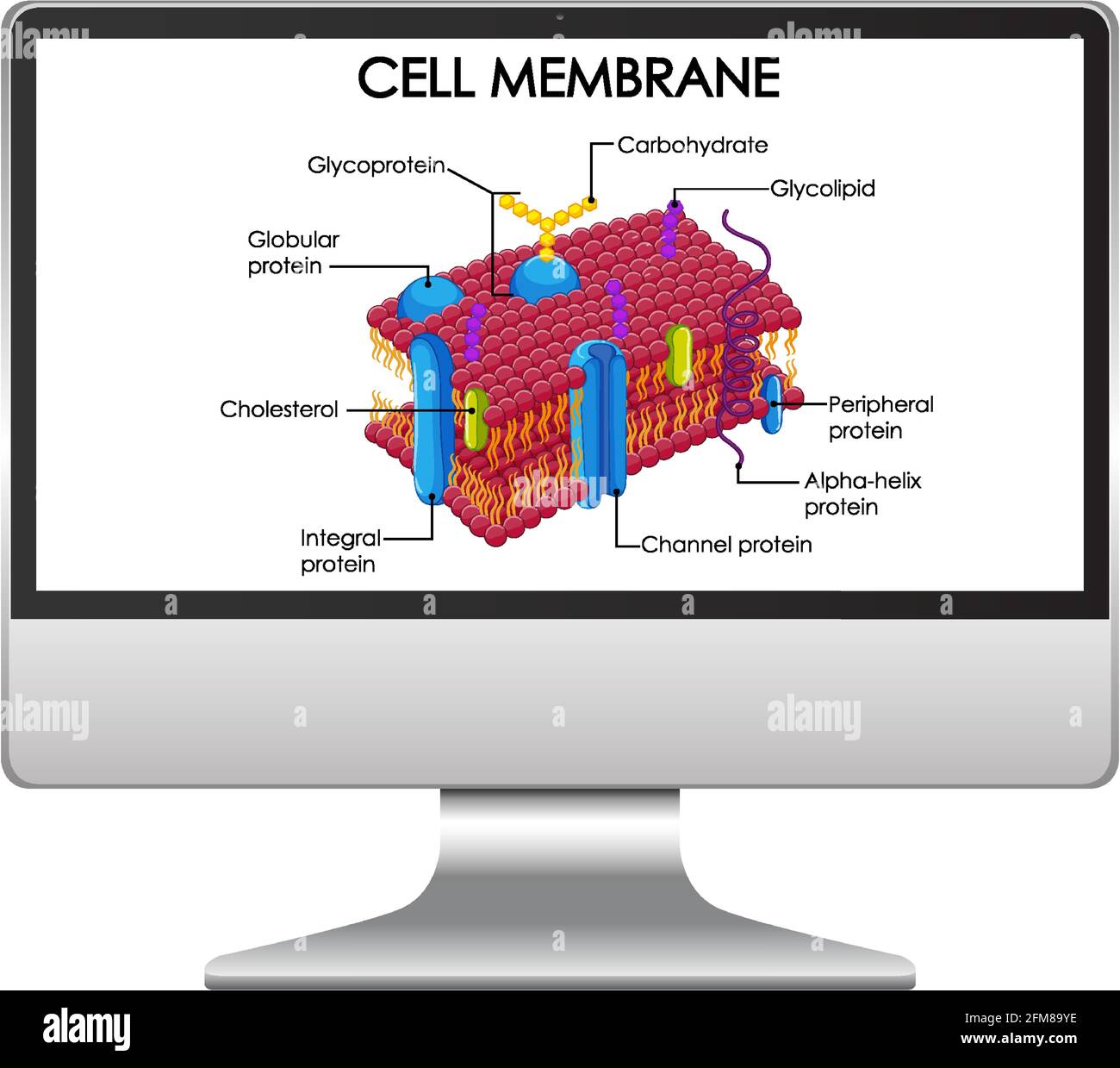Struttura della membrana cellulare sul desktop del computer Illustrazione Vettoriale