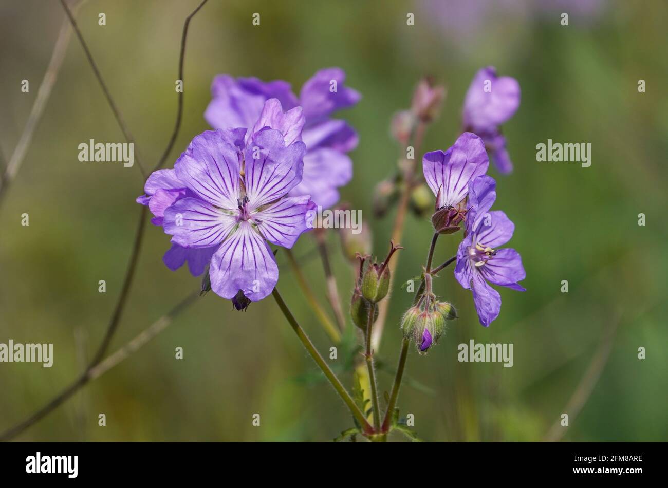 Malviflorum fiorito Cranesbill, Geranium Malviflorum, fiori selvatici che crescono in campo, Andalusia, Spagna. Foto Stock