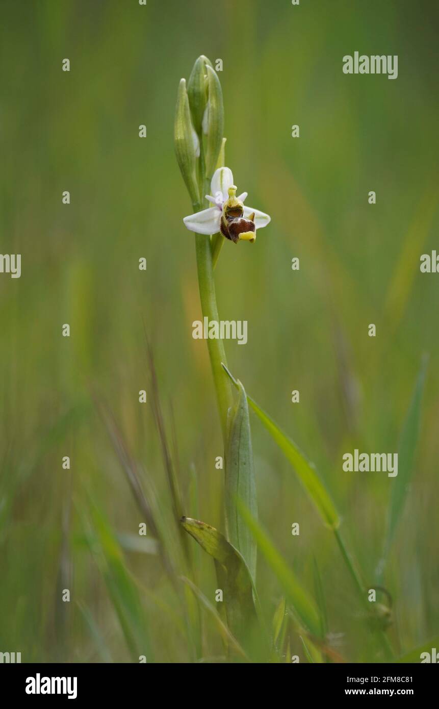 O. scolopax subsp. picta, Ophrys picta, orchidea selvatica, Andalusia, Spagna. Foto Stock