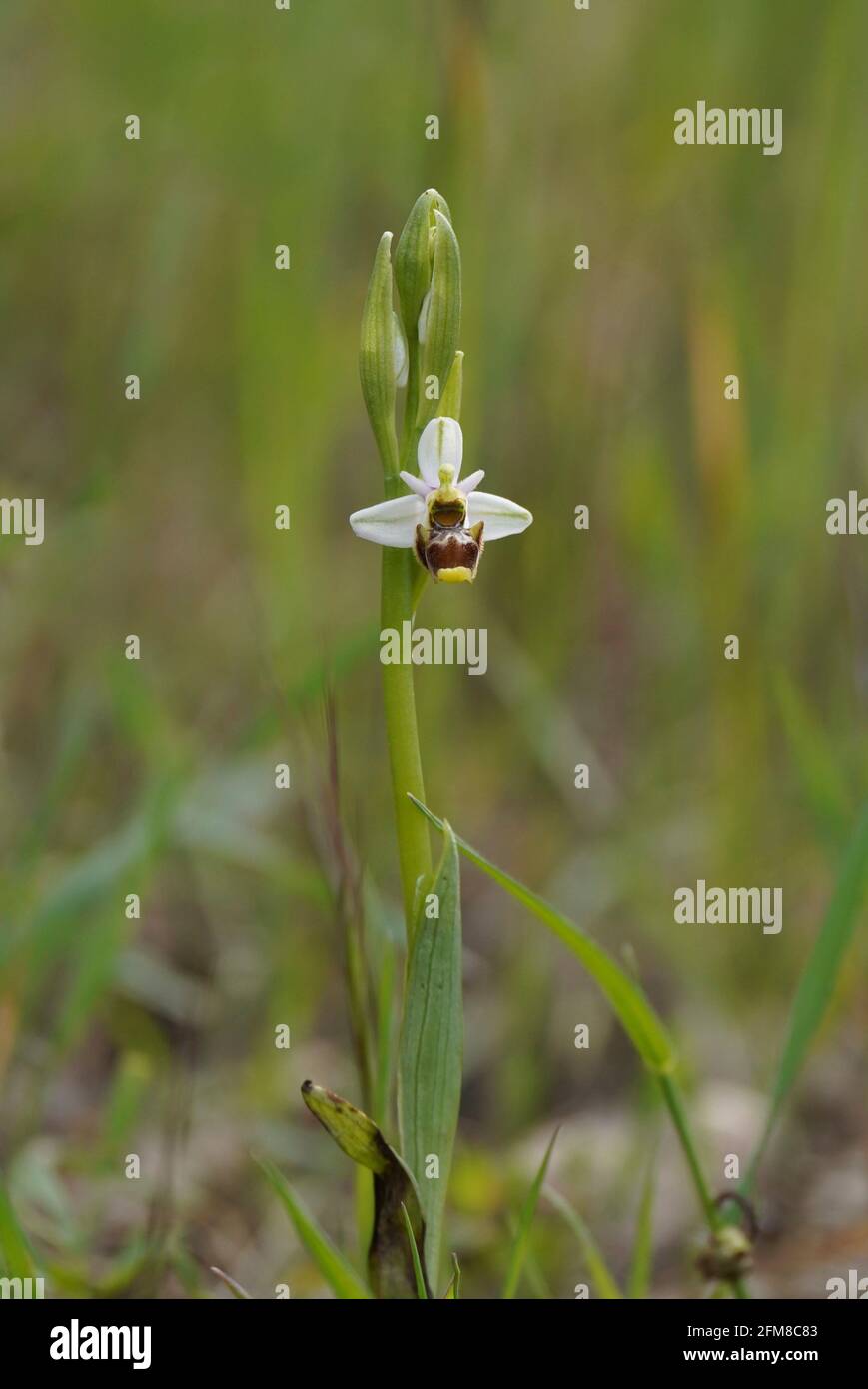 O. scolopax subsp. picta, Ophrys picta, orchidea selvatica, Andalusia, Spagna. Foto Stock