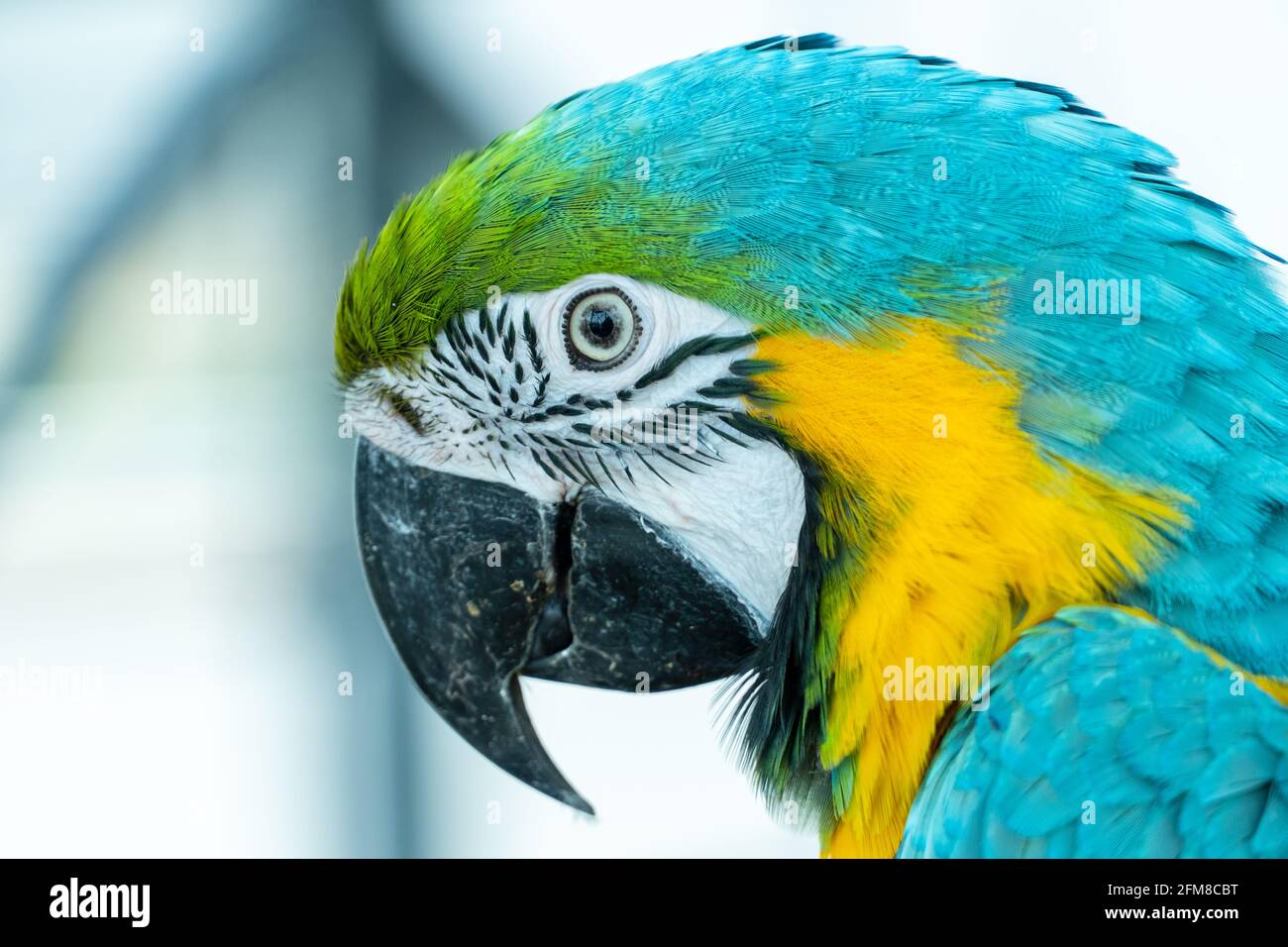 Un primo piano di un macaw blu e giallo (Ara ararauna), conosciuto anche come il macaw blu-e-oro brillante e vibrante primo piano pappagallo. Foto Stock