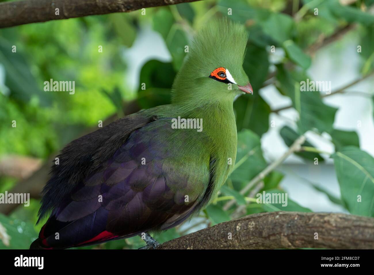 Guinea turaco (Tauraco persa) o il turaco verde o loirie verde arroccato in un albero nella foresta pluviale. Foto Stock