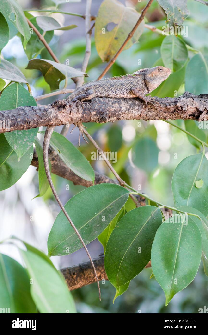 Un giardino orientale Lizard (maschio) seduto su un ramo su un albero a Mumbai, India Foto Stock