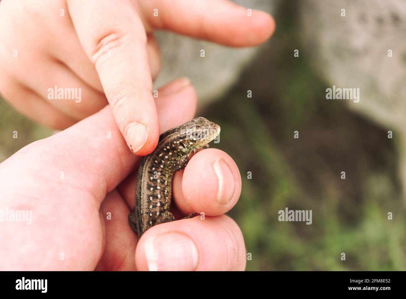 Piccola lucertola in mano. Umana e natura. Il bambino tocca la lucertola con il dito Foto Stock