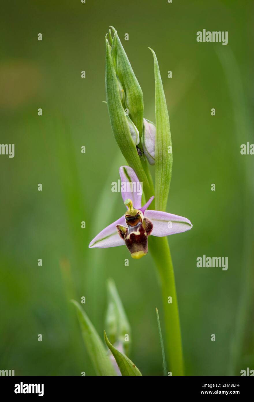 O. scolopax subsp. picta, Ophrys picta, orchidea selvatica, Andalusia, Spagna. Foto Stock