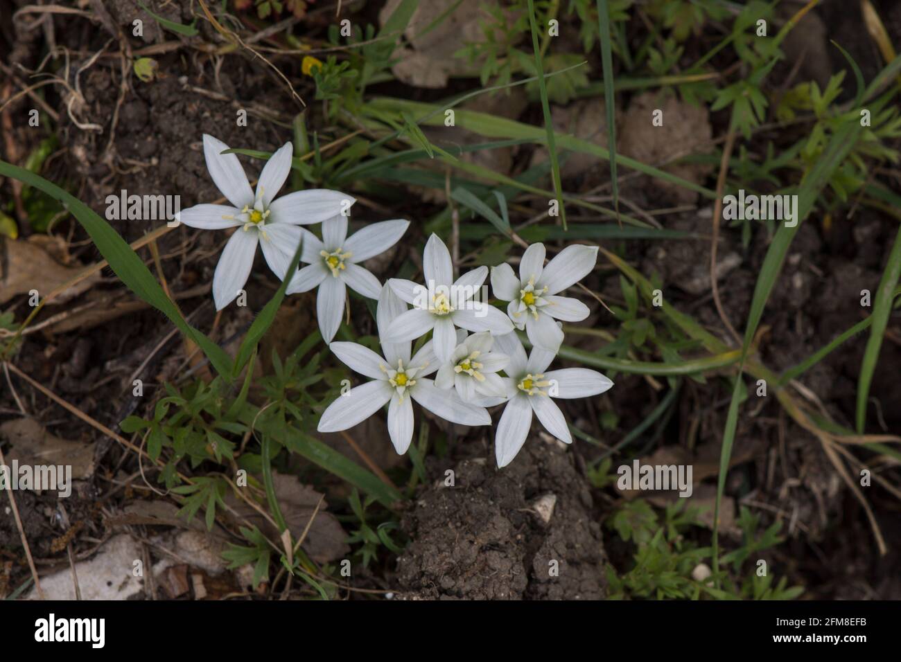 Giardino stella-di-Betlemme, giglio d'erba, Ornithogalum umbellatum, fiore selvatico in Andalusia, Spagna. Foto Stock