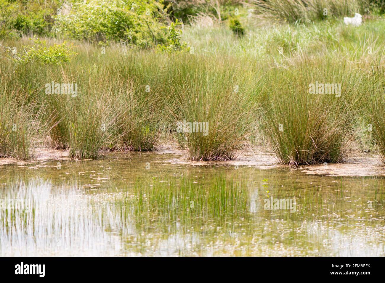 Erbacce di punta in stagno naturale in Sierra de Camarolos, Hondonero, Villanueva del Rosario, Andalusia, Spagna meridionale Foto Stock