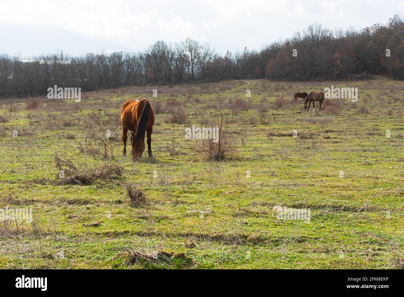 Cavallo pascolo primavera prato verde erba. Paesaggio rurale tranquillo atmosfera. Giovani cavalli bruni pascolano l'erba nel pascolo. Il concetto di paese l Foto Stock