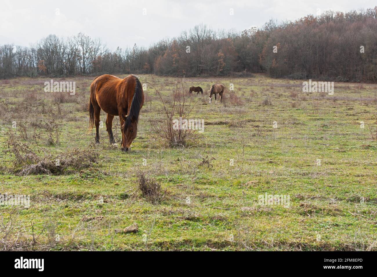 Cavallo pascolo primavera prato verde erba. Paesaggio rurale tranquillo atmosfera. Giovani cavalli bruni pascolano l'erba nel pascolo. Il concetto di paese l Foto Stock