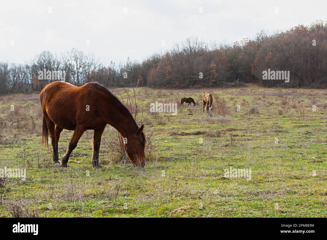 Cavallo pascolo primavera prato verde erba. Paesaggio rurale tranquillo atmosfera. Giovani cavalli bruni pascolano l'erba nel pascolo. Il concetto di paese l Foto Stock