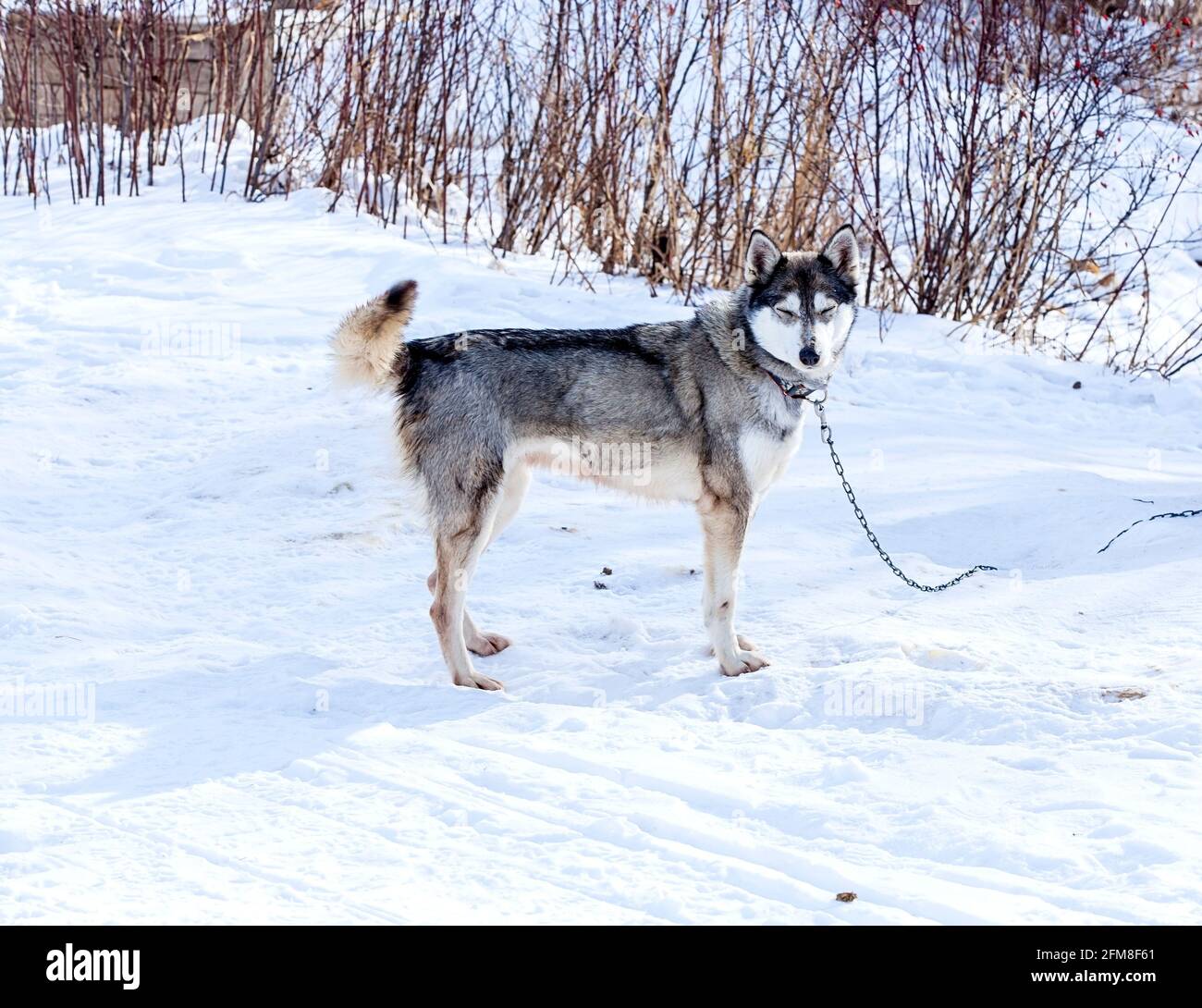 Husky in asilo nido per cani in inverno Foto Stock