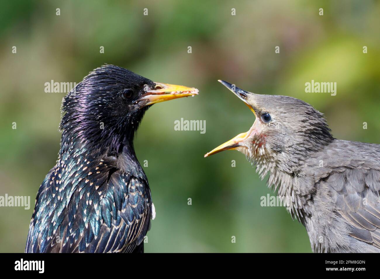 Un giovane Starling comune (Sturnus vulgaris) chiede cibo questa mattina durante un brillante inizio di giornata. East Sussex, Regno Unito. Crediti: Ed Brown/Alamy Live News Foto Stock