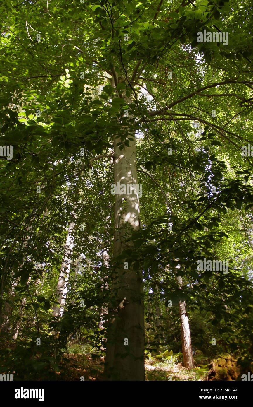 Grande faggio incorniciato dal basso Foto Stock