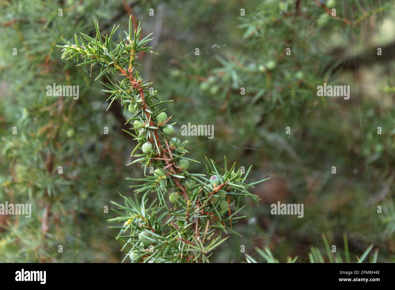 Macro shot di branca di ginepro con bacche ancora verdi Foto Stock