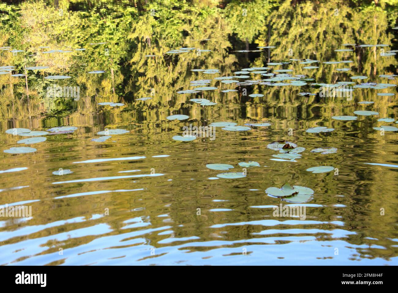 Ninfee galleggiano sui riflessi della foresta Foto Stock