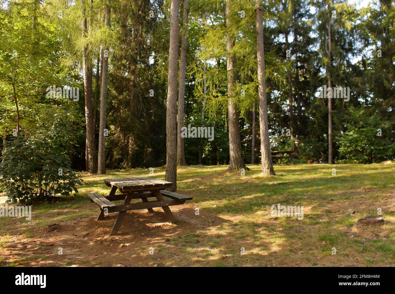 Parco pic-nic nel mezzo di una foresta di conifere, Valchiusella, Piemonte, Italia Foto Stock