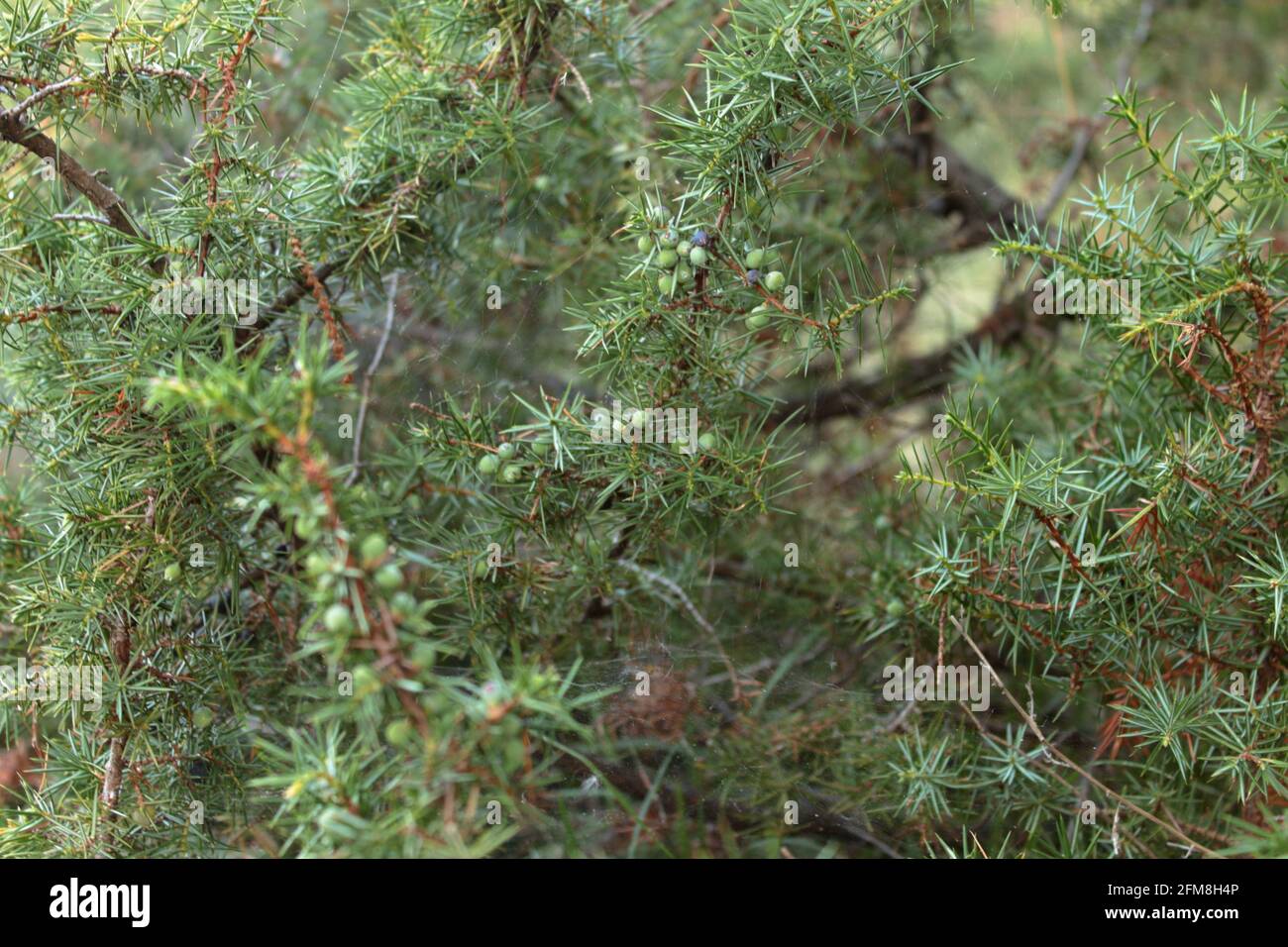 Macro foto di un ramo di ginepro con bacche ancora verdi Foto Stock