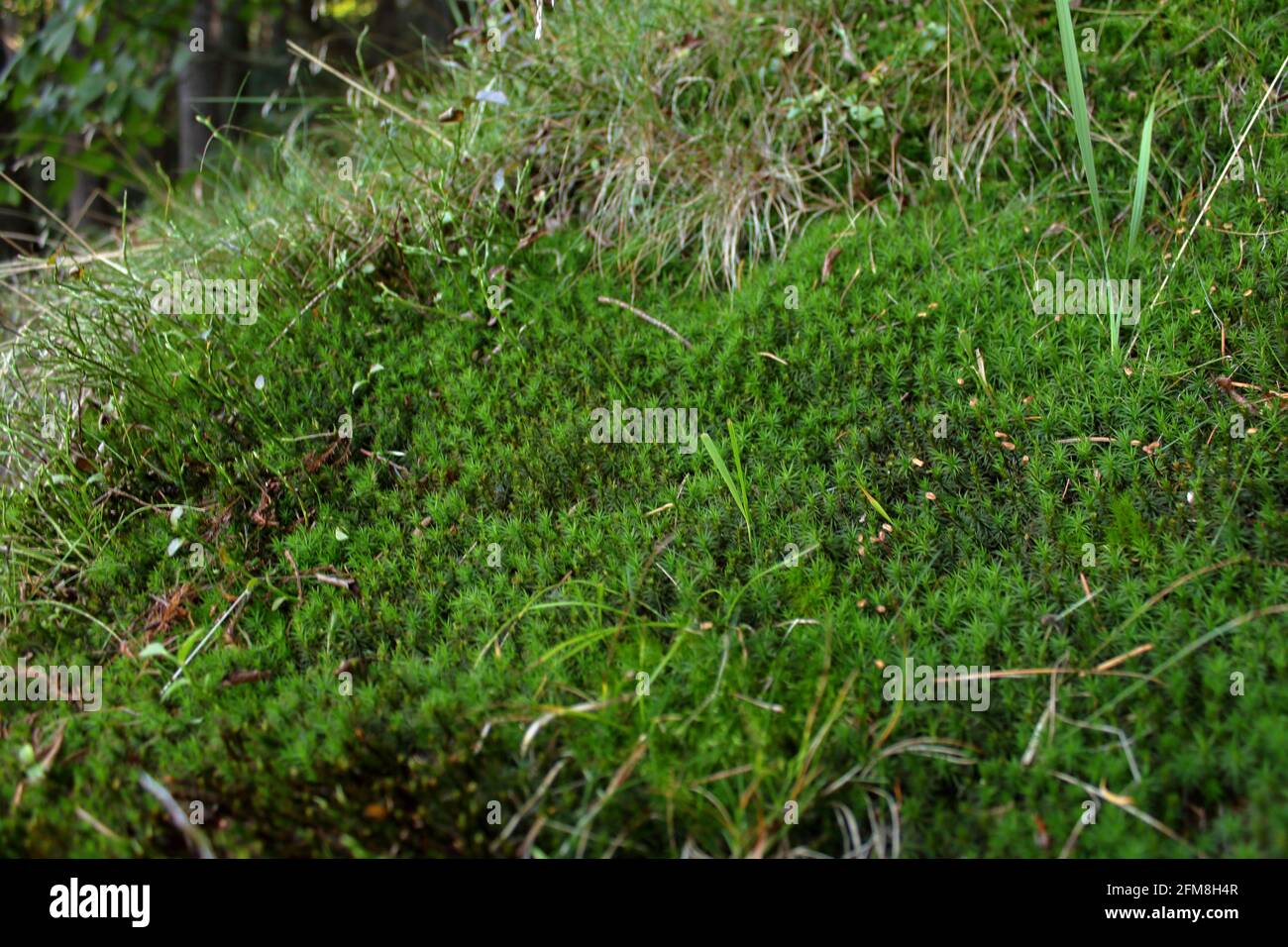 Primo piano di muschio verde lungo i bordi di un lago alpino, lago MEUGLIANO, Piemonte, Italia Foto Stock