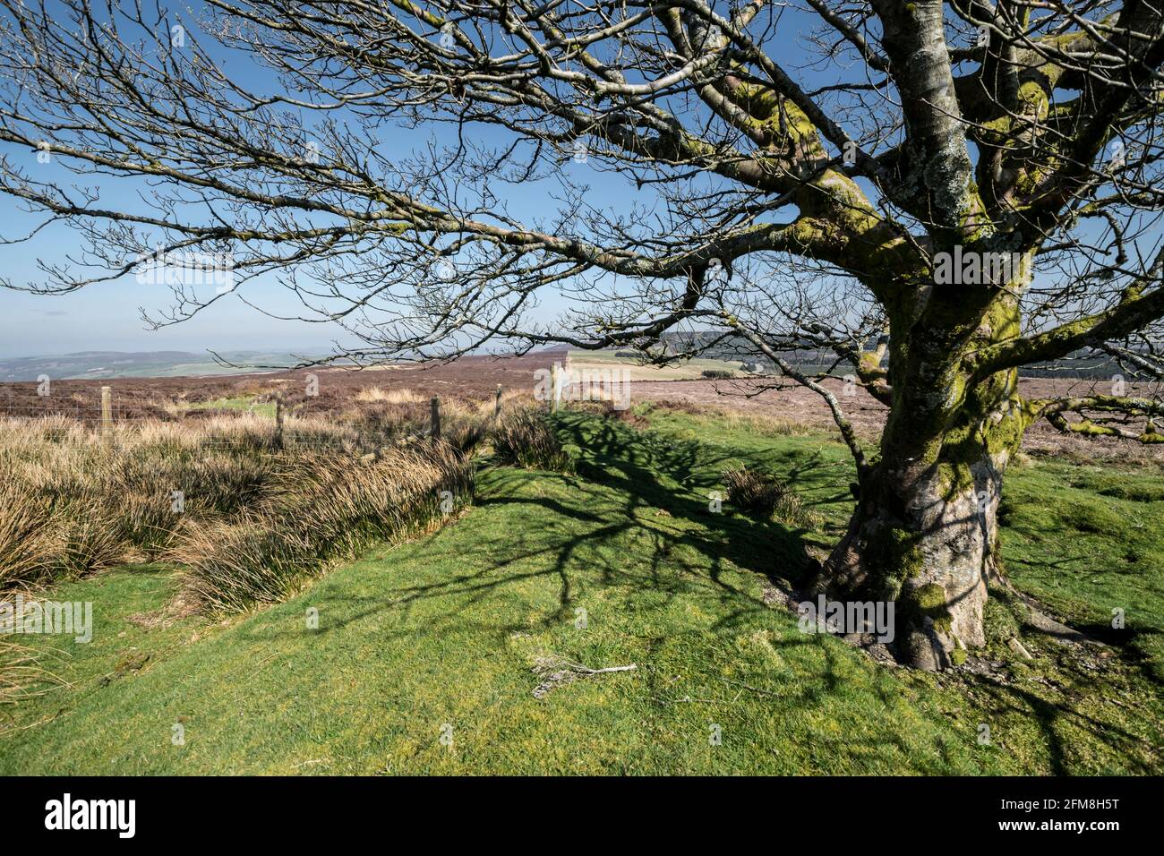 I campi di sparo e un albero solo al derelict Shooting palazzo del visconte Devonport Gwylfa Hiraethog sulla Denbigh moors Galles del Nord regno unito Foto Stock