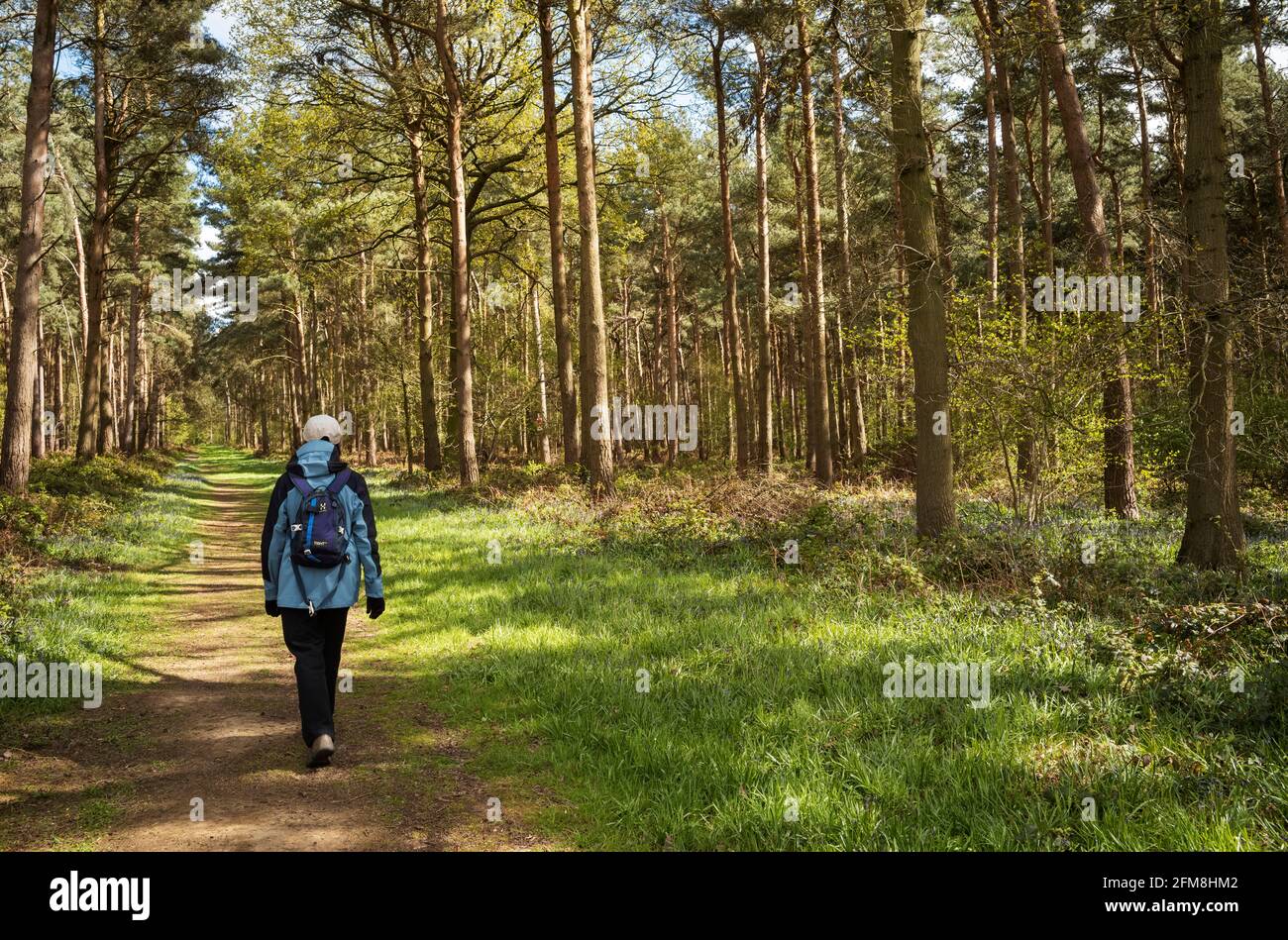 Una passeggiata accogliente in Red House Wood, Moor Monkton, North Yorkshire, Regno Unito Foto Stock