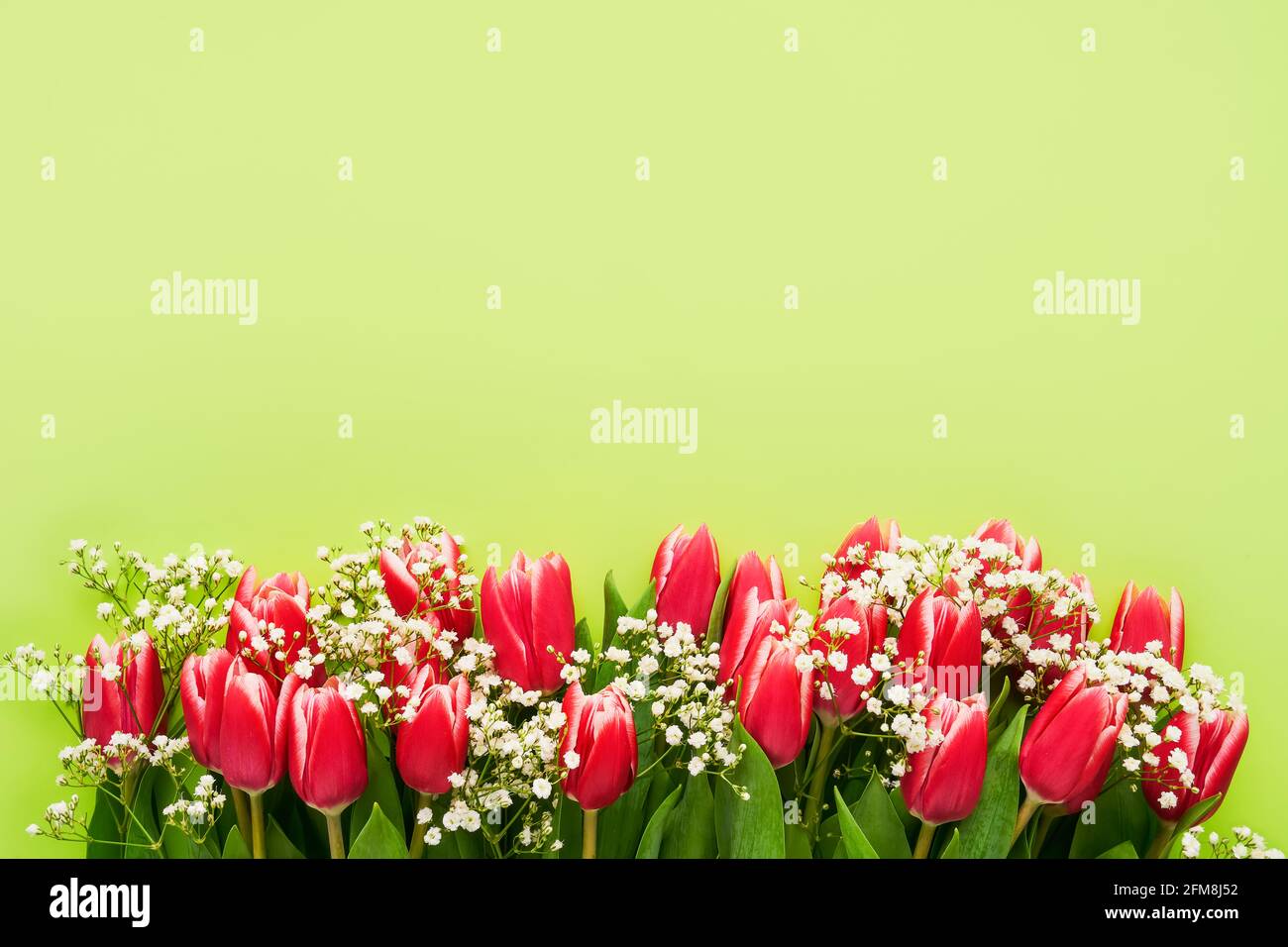Tulipani rossi e fiori di gypsophila su sfondo verde, fuoco selettivo. Festa della mamma, concetto di festa di compleanno. Vista dall'alto, spazio di copia per il testo Foto Stock