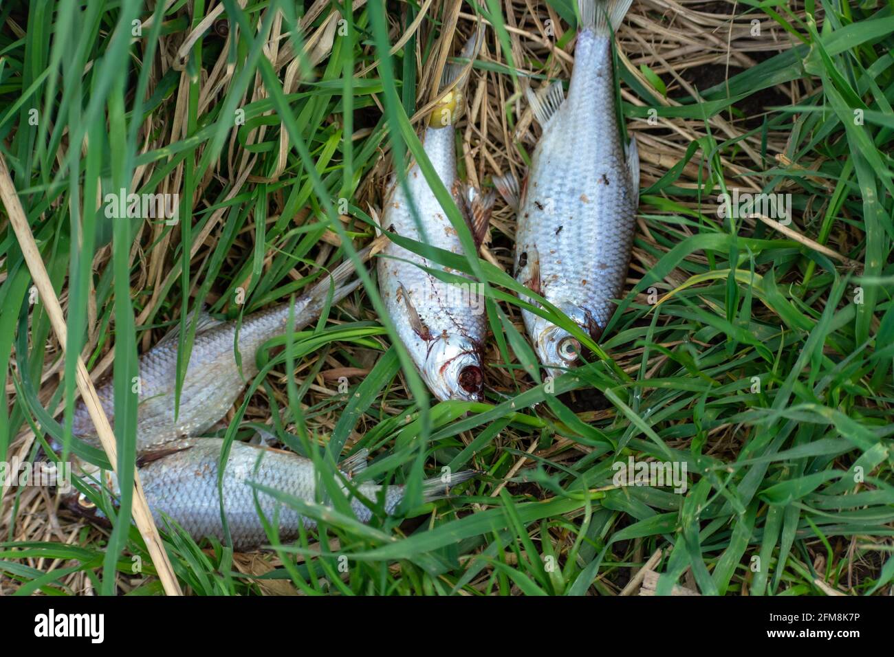 Pesce piccolo morto che giace nell'erba Foto Stock