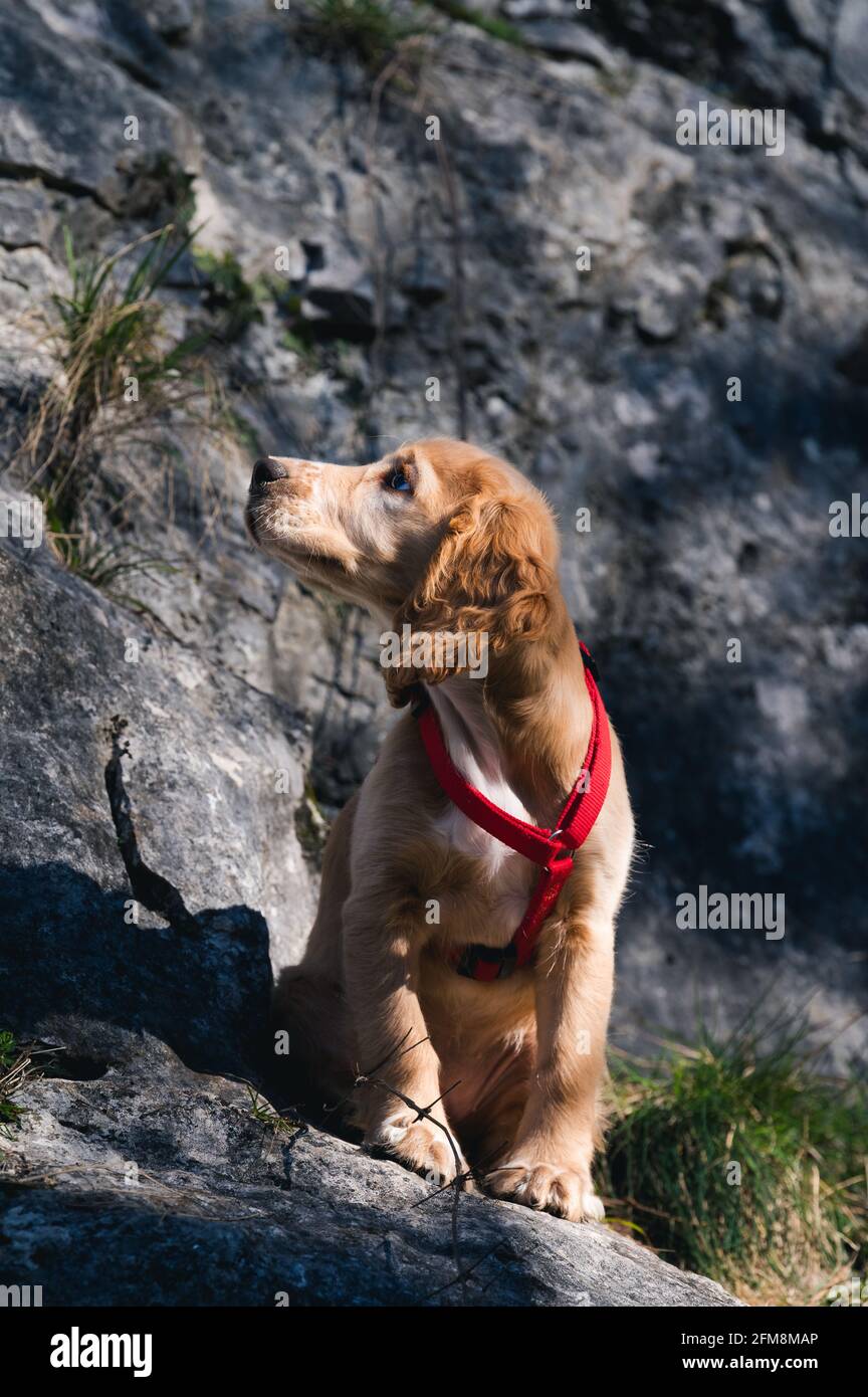 Il cucciolo di cocker al caramello con un collare rosso guarda la roccia. Foto Stock