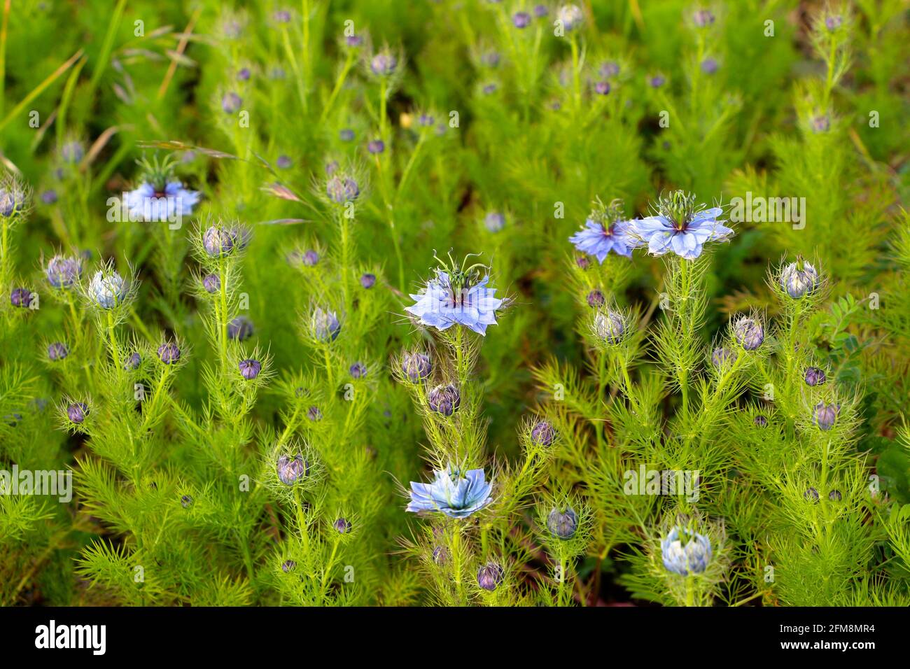 Nigella damascena, amore-in-una-nebbia o signora arruggente o diavolo nel cespuglio fiori bianchi e blu con centro verde e viola Foto Stock