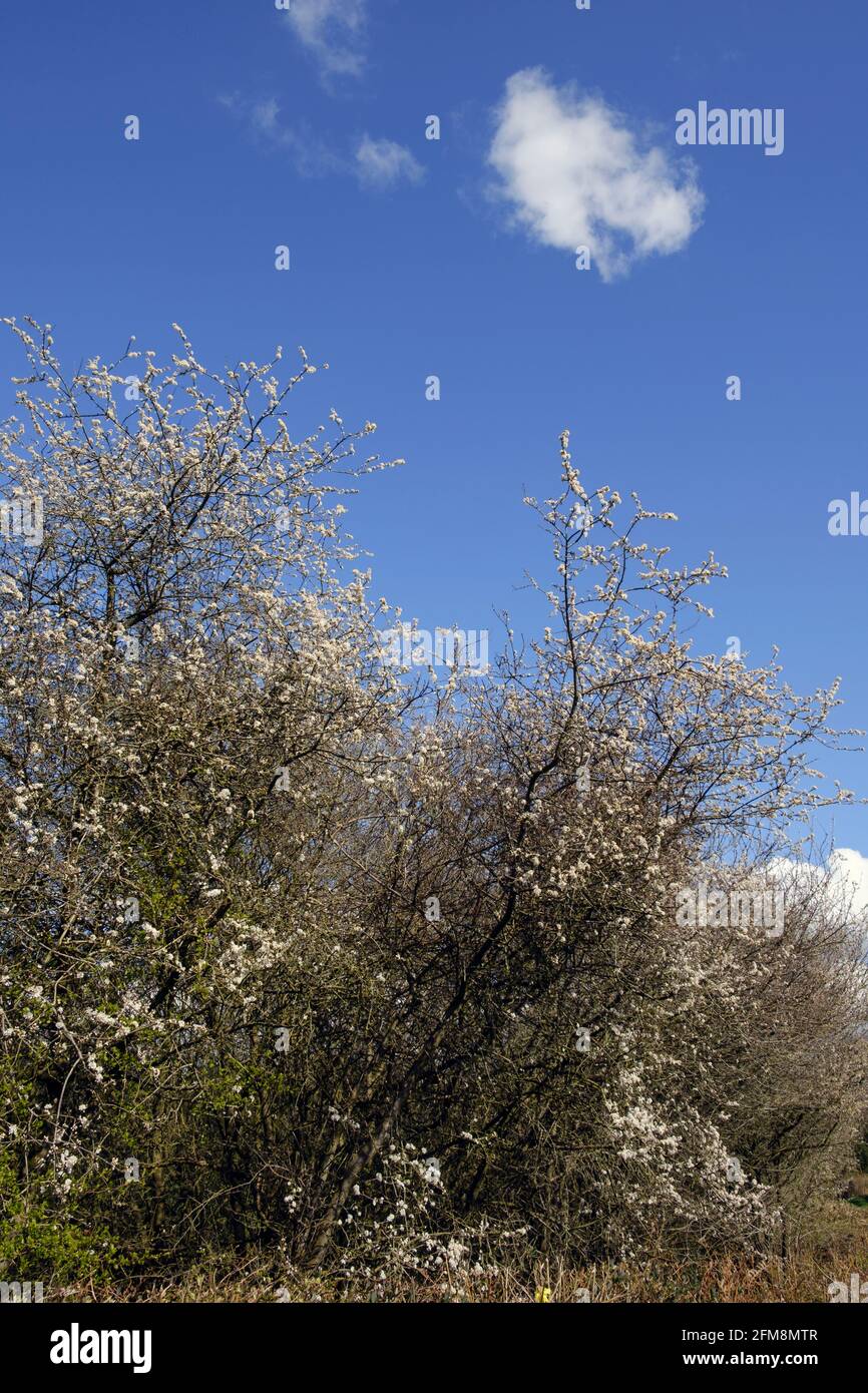 Spina nera in fiore in un vicolo di campagna - la bellezza di un hedgerow inglese all'inizio della primavera. Foto Stock