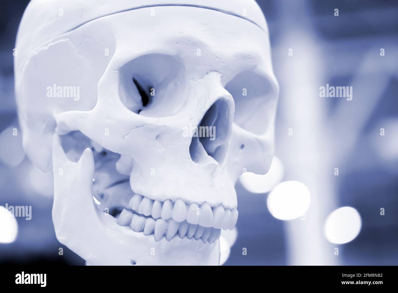 Schema bianco closeup cranio umano, esposizione medica. Colore grigio blu Foto Stock