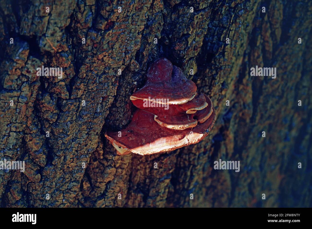 Un fungo da vicino su un albero. Albero con trama. Foto Stock