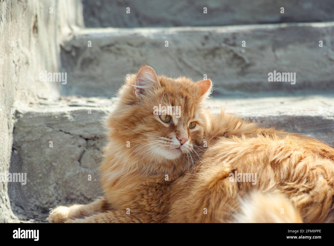 Un gatto vagato che si stese sulle scale all'esterno. Primo piano. Foto Stock