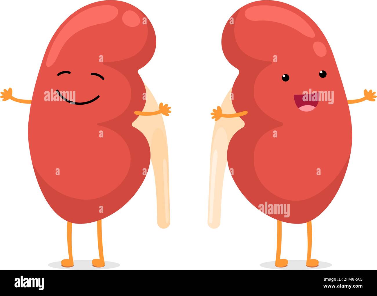Carino cartone animato sorridente carattere rene sano. Illustrazione del vettore anatomico interno dell'organo del sistema genitourinario umano Illustrazione Vettoriale