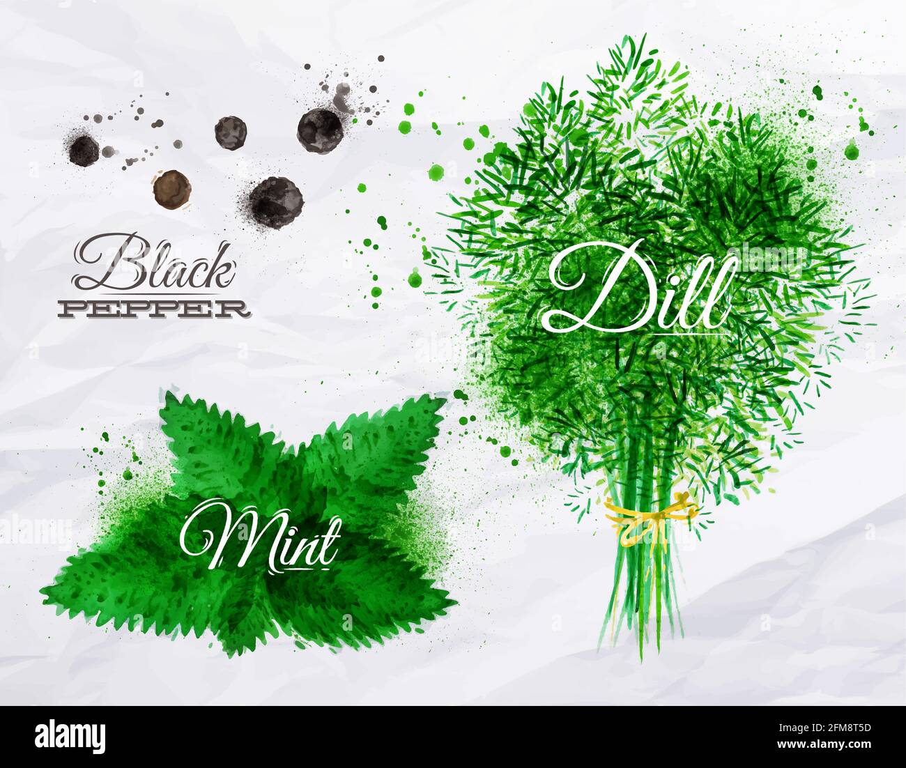 Spezie erbe Set di acquerelli disegnati e macchie con uno spray pepe nero, menta, aneto Illustrazione Vettoriale