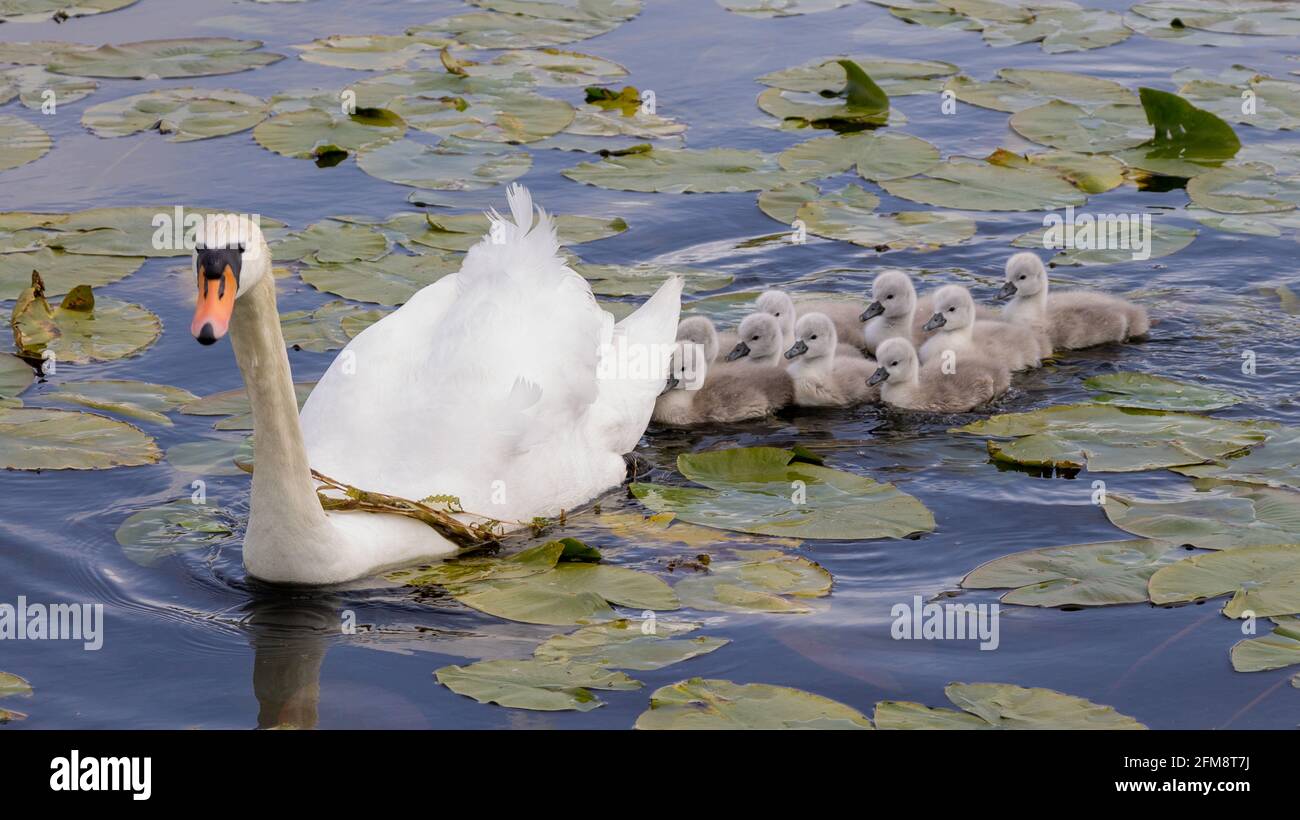 Mute Swan Cygnus olor con Cygnets nuotare attraverso le pastiglie lilly Foto Stock
