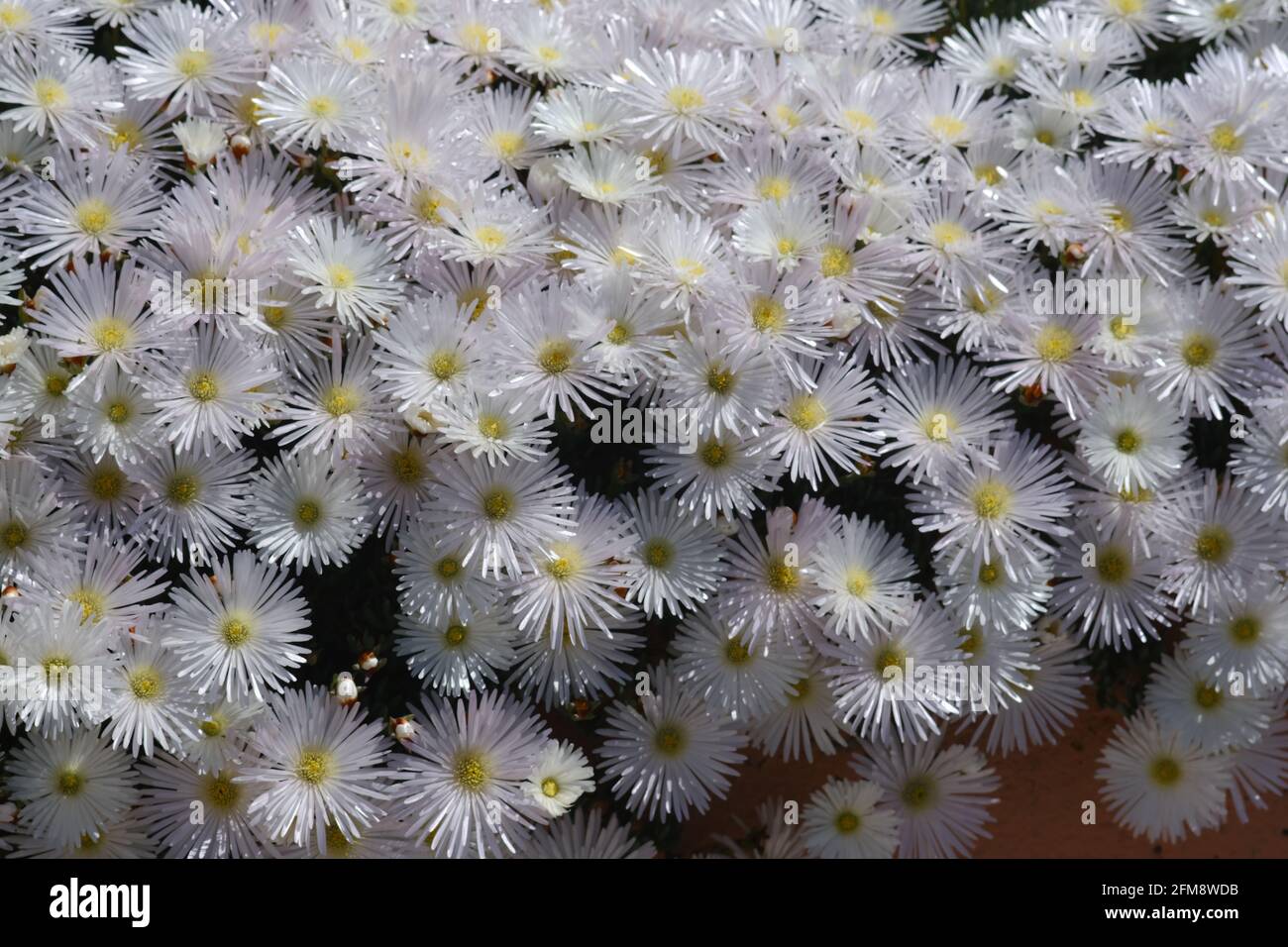 Piccoli fiori bianchi e gialli come tappeto in Palavas les Flots, vicino a Carnon Plage e Montpellier, Occitaine, a sud della Francia Foto Stock