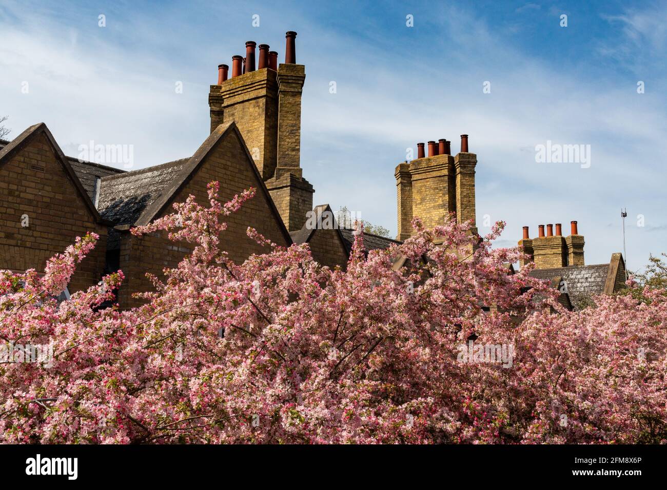 Fiori di mela rosa sotto interessanti camini sulle ex case ferroviarie vicino a Mill Road Bridge, Cambridge, UK. Foto Stock