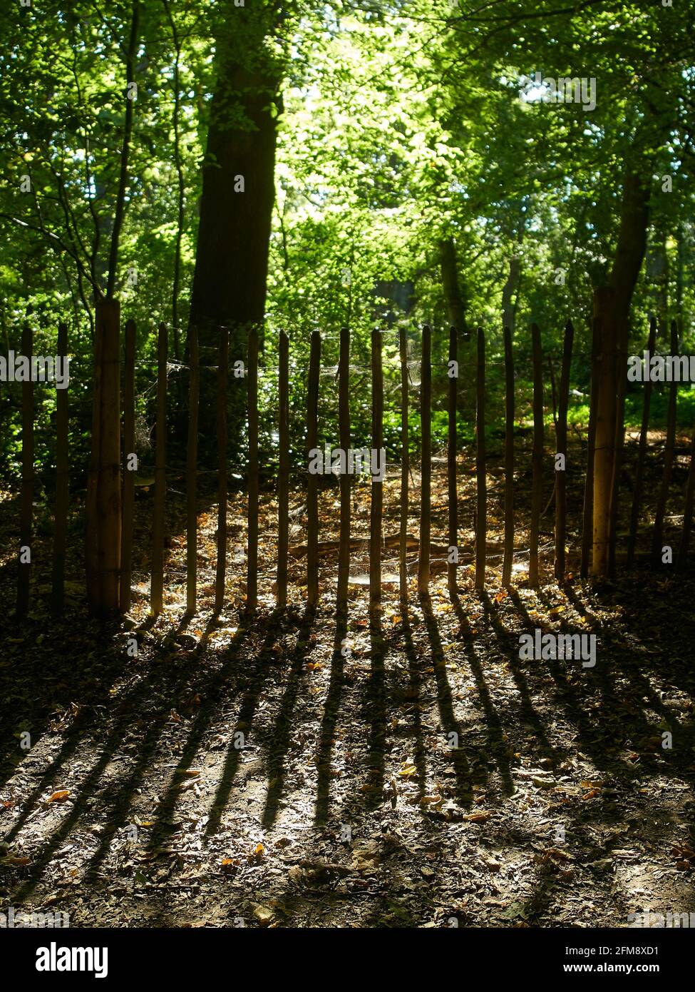 Il forte sole dell'autunno che percorre foglie di boschi verdeggianti; una recinzione in legno getta ombre acuminate su un sentiero sterrato. Foto Stock