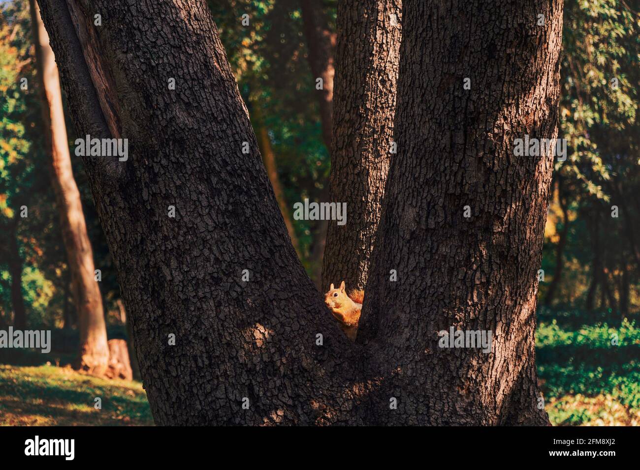 Lo scoiattolo nascosto tra gli alberi appare con curiosità Foto Stock