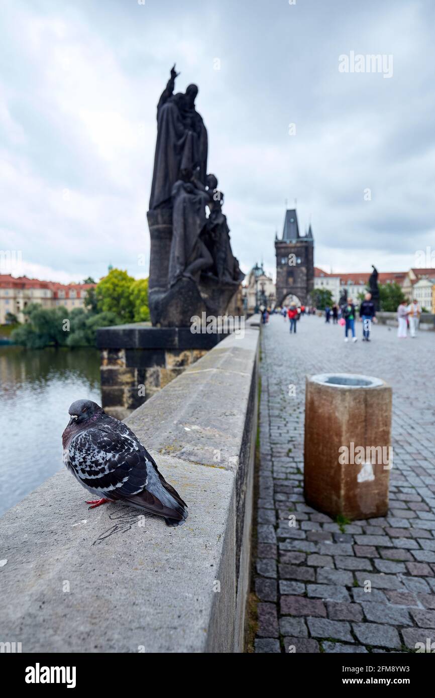 PRAHA, REP. CECO, 11 GIUGNO 2020: Ponte Carlo sul fiume Moldava a Praga. Piccioni sul ponte. Giorno nuvoloso. Foto Stock