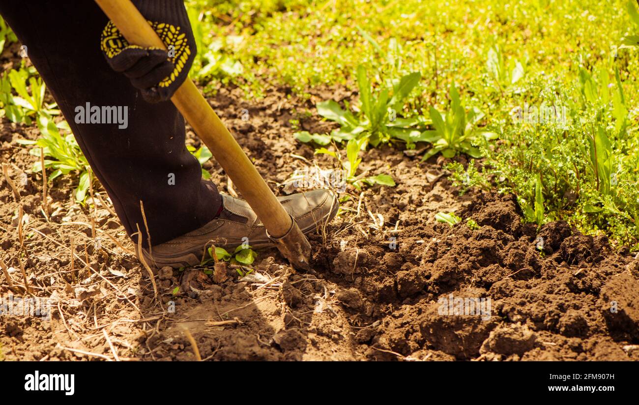 coltivatore anziano scavando terreno agricolo di primavera con pala Foto Stock