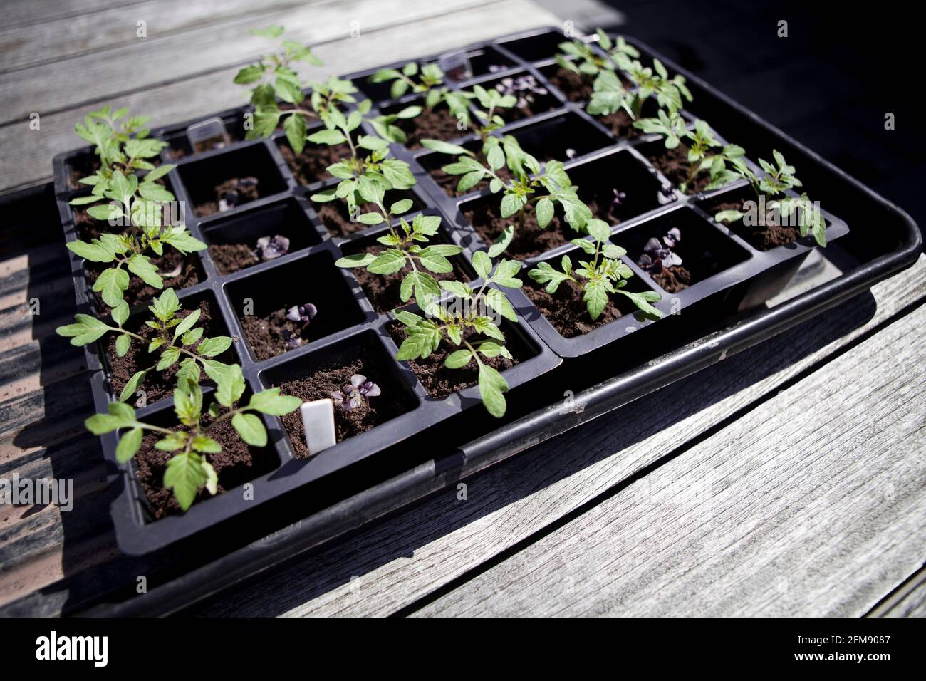 Giovani piante di pomodoro (Solanum lycopersicum) coltivate a partire da semi, in un vassoio di semi crescere il proprio. Assegnazione giardino Foto Stock