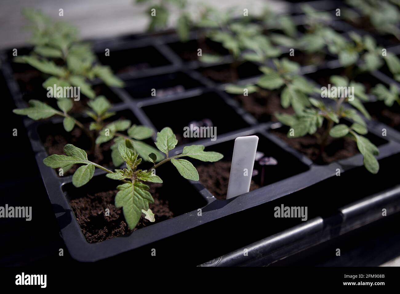 Giovani piante di pomodoro (Solanum lycopersicum) coltivate a partire da semi, in un vassoio di semi crescere il proprio. Assegnazione giardino Foto Stock