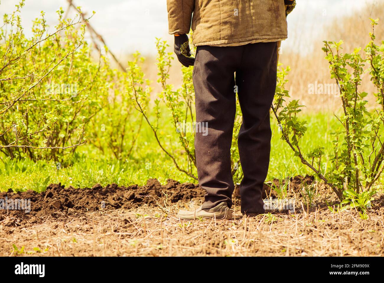 coltivatore anziano in piedi su terreno agricolo di primavera lavorato Foto Stock