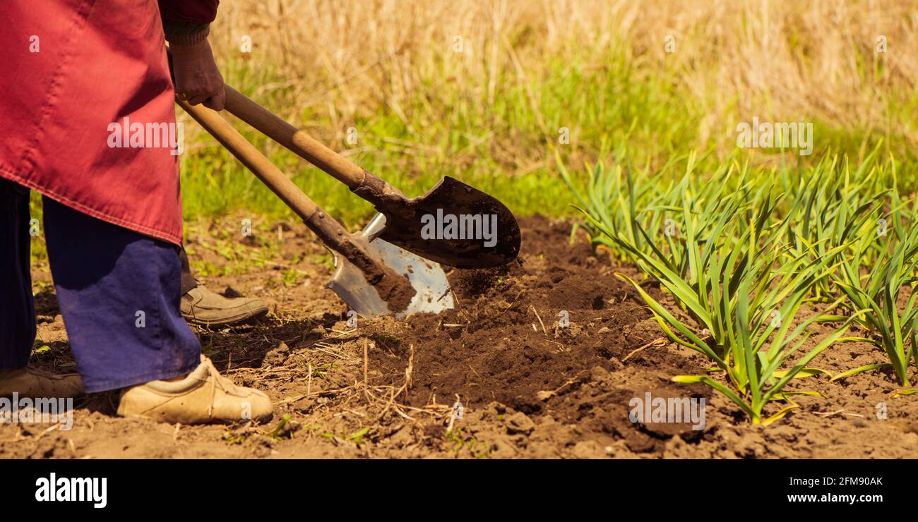 agricoltori che lavorano su terreni agricoli primaverili per seminare semi di potatoe Foto Stock