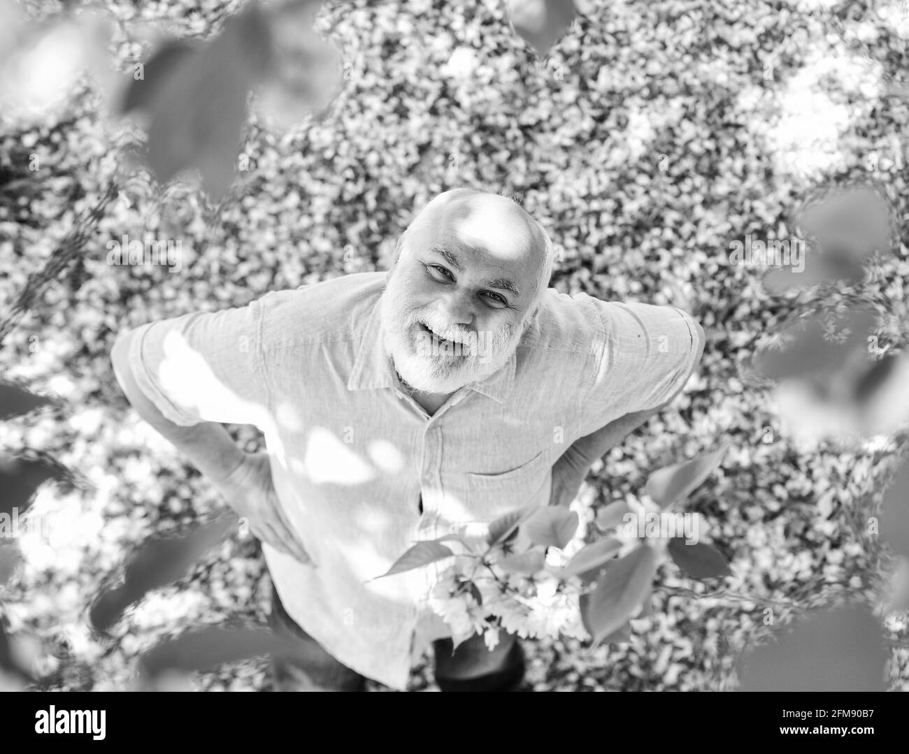 relax nel parco fiorito. uomo anziano con barba grigia in cappello di paglia. pensione felice. nonno sorridente guardando rosa sakura fiorire. uomo a. Foto Stock