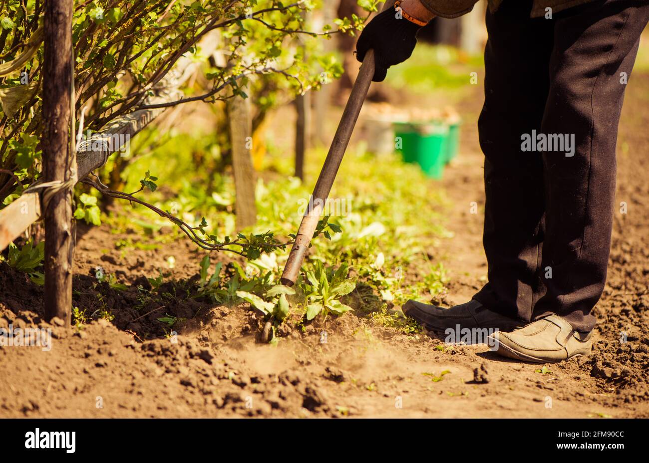 coltivatore anziano che lavora con i rastrelli per pulire il terreno agricolo Foto Stock