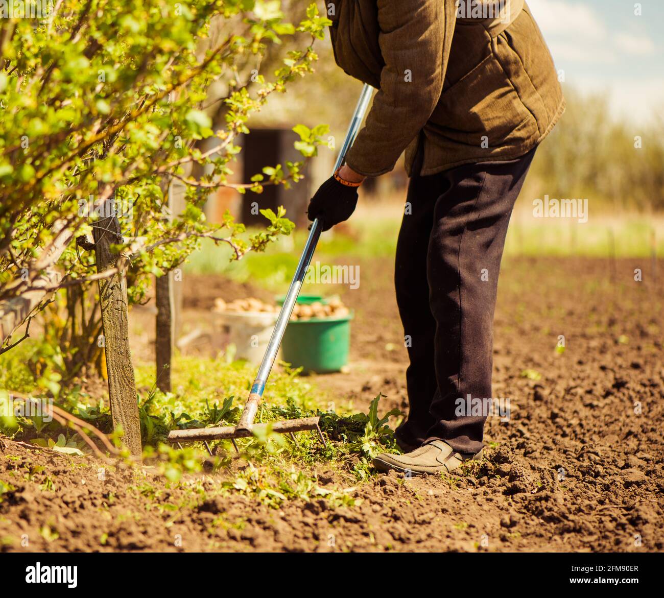 coltivatore anziano che lavora con i rastrelli per pulire il terreno agricolo Foto Stock